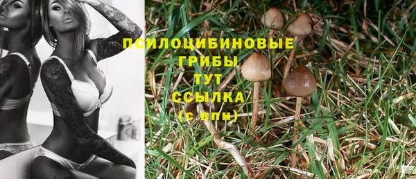прущие грибы Осташков